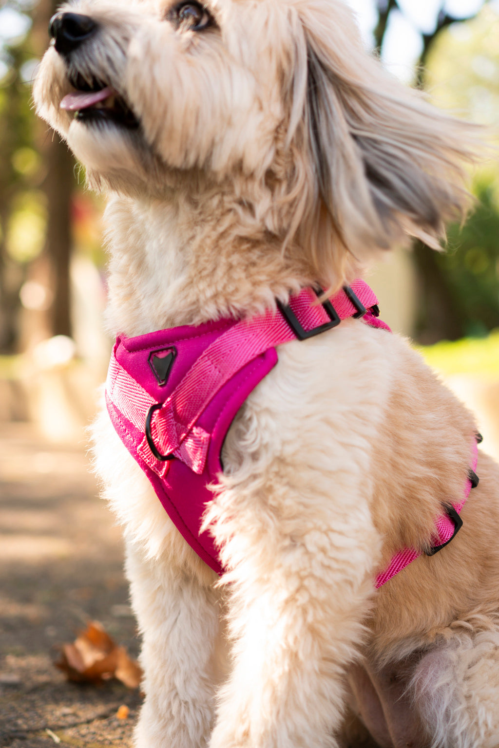 PEITORAL H ROSA PARA CÃES COM 2 PONTOS DE ENGATE ANTIPUXÃO