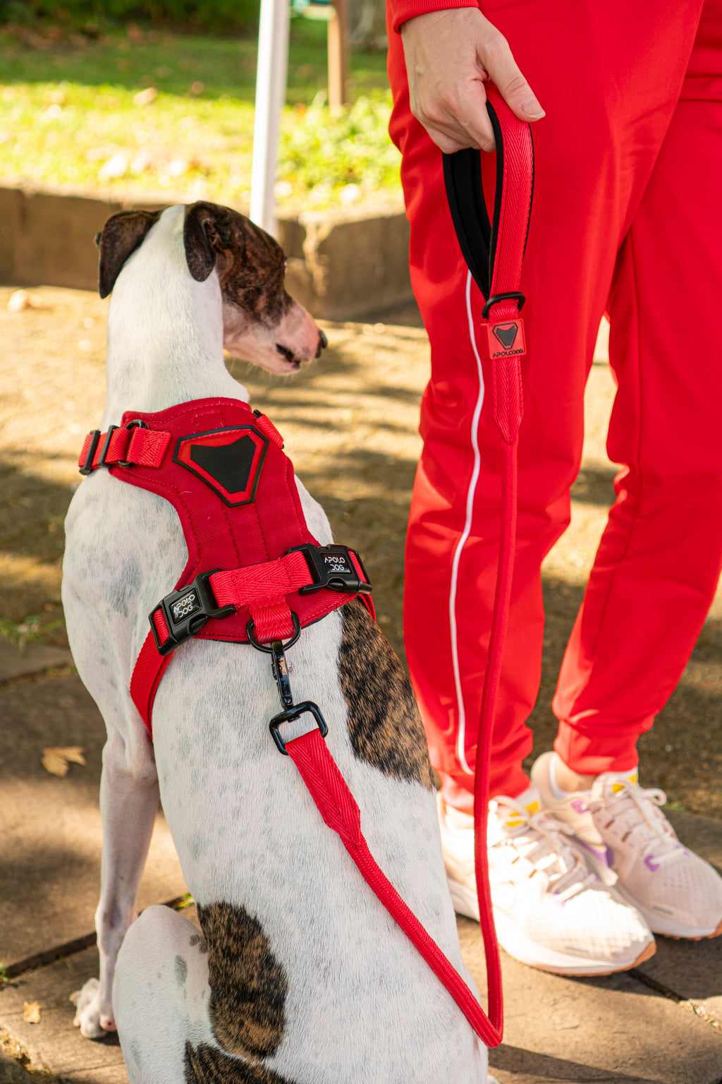 KIT COLEIRA + GUIA + PEITORAL PARA PASSEIOS CACHORRO VERMELHO