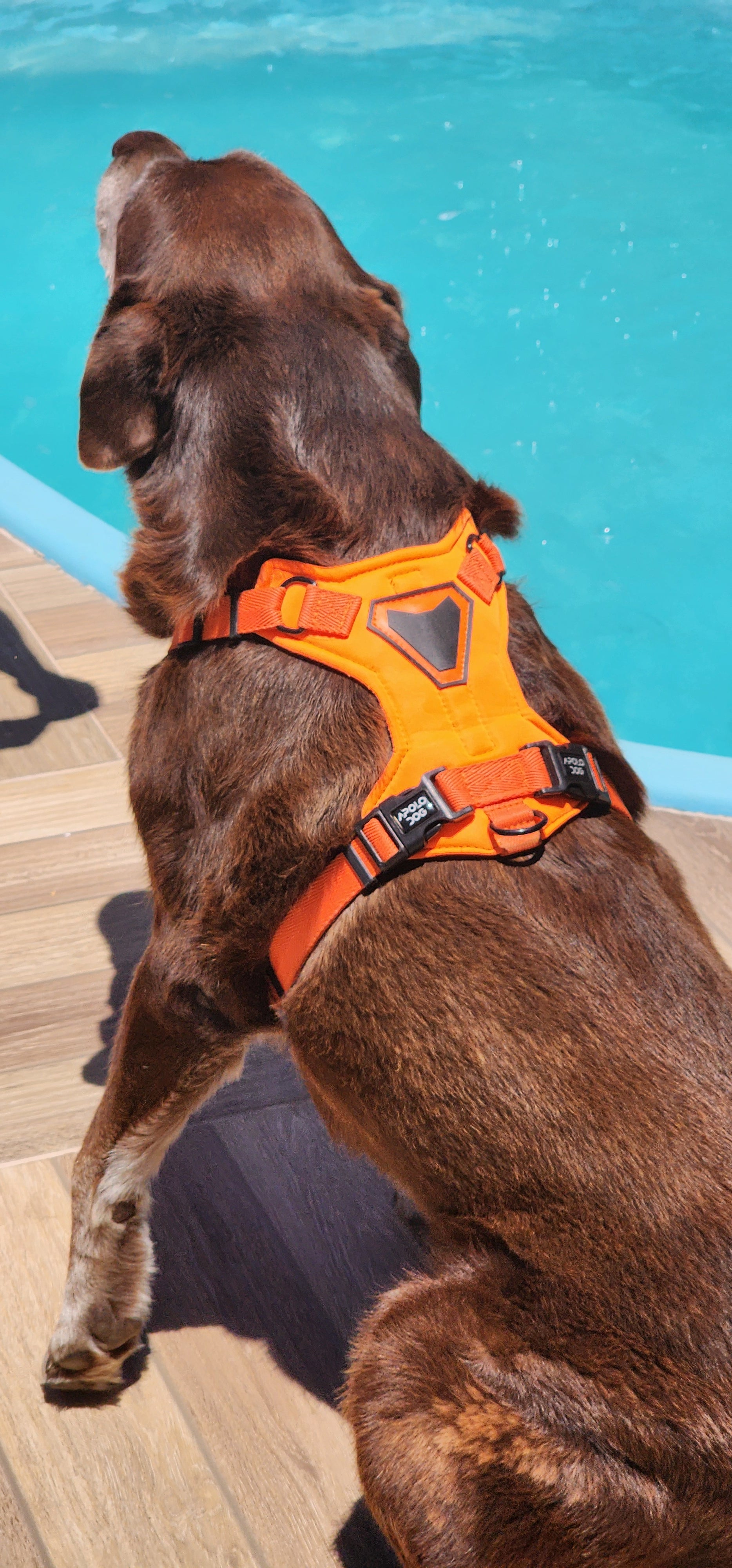 PEITORAL H LARANJA PARA CÃES COM 2 PONTOS DE ENGATE ANTIPUXÃO