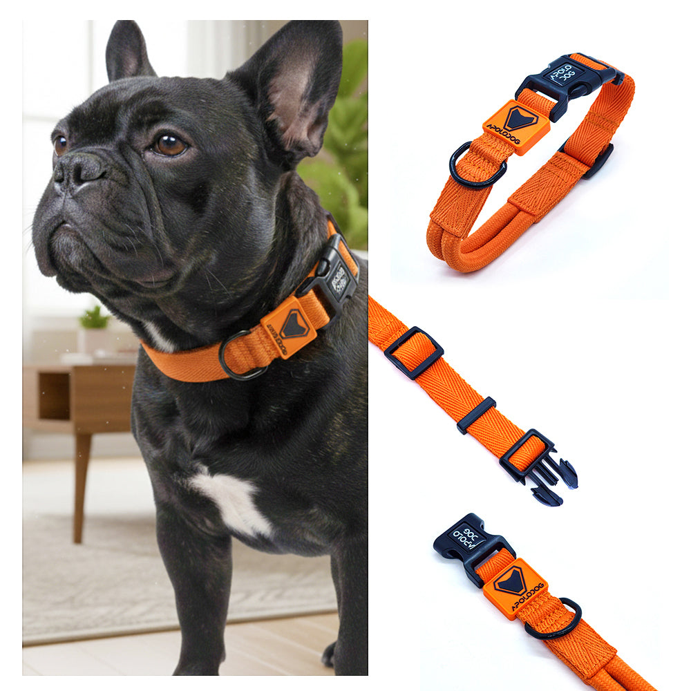 KIT COLEIRA + GUIA + PEITORAL PARA PASSEIOS CACHORRO LARANJA