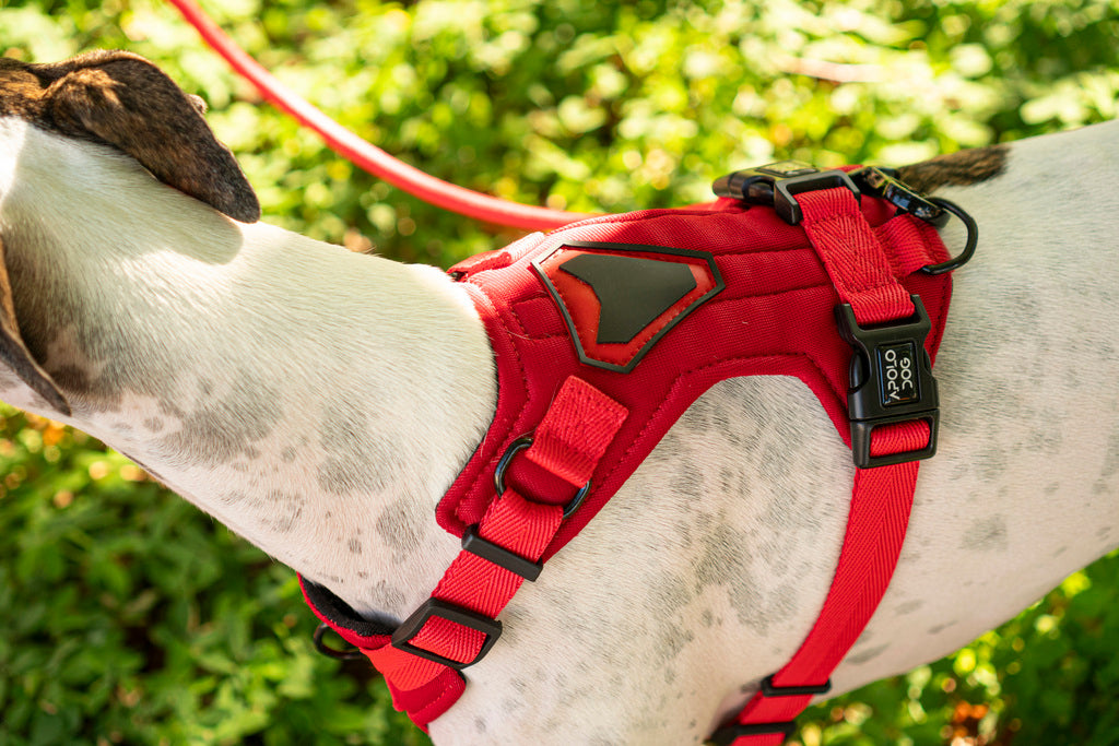 PEITORAL H VERMELHO PARA CÃES COM 2 PONTOS DE ENGATE ANTIPUXÃO