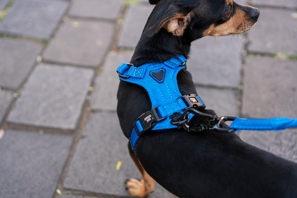 PEITORAL H AZUL PARA CÃES COM 2 PONTOS DE ENGATE ANTIPUXÃO