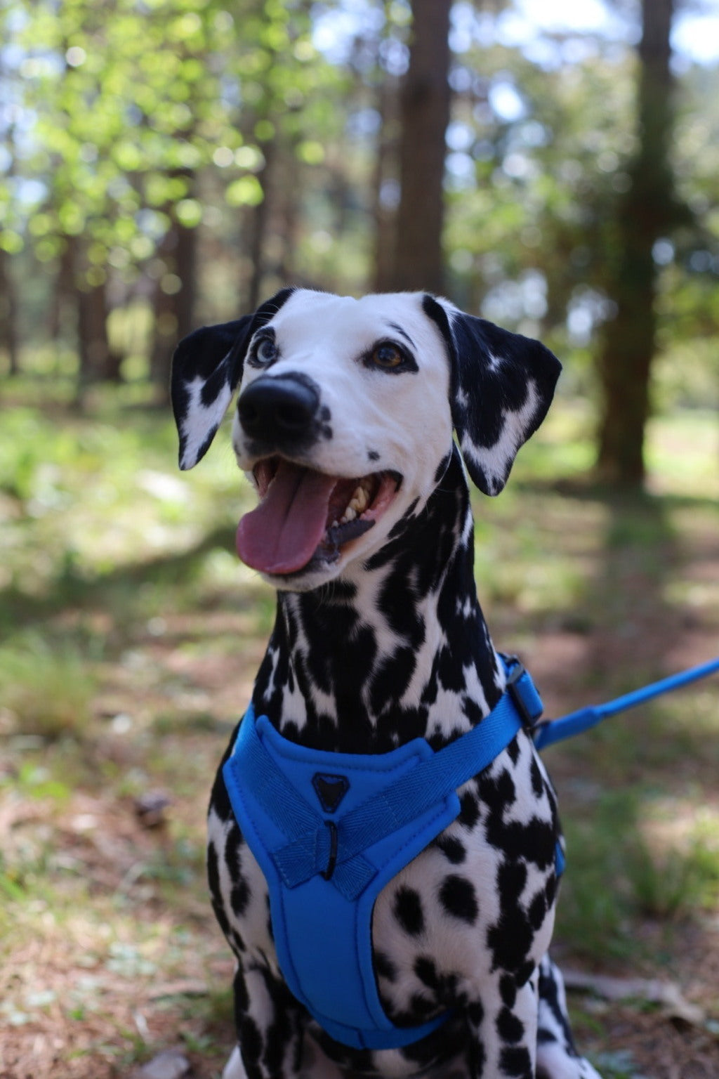 PEITORAL H AZUL PARA CÃES COM 2 PONTOS DE ENGATE ANTIPUXÃO