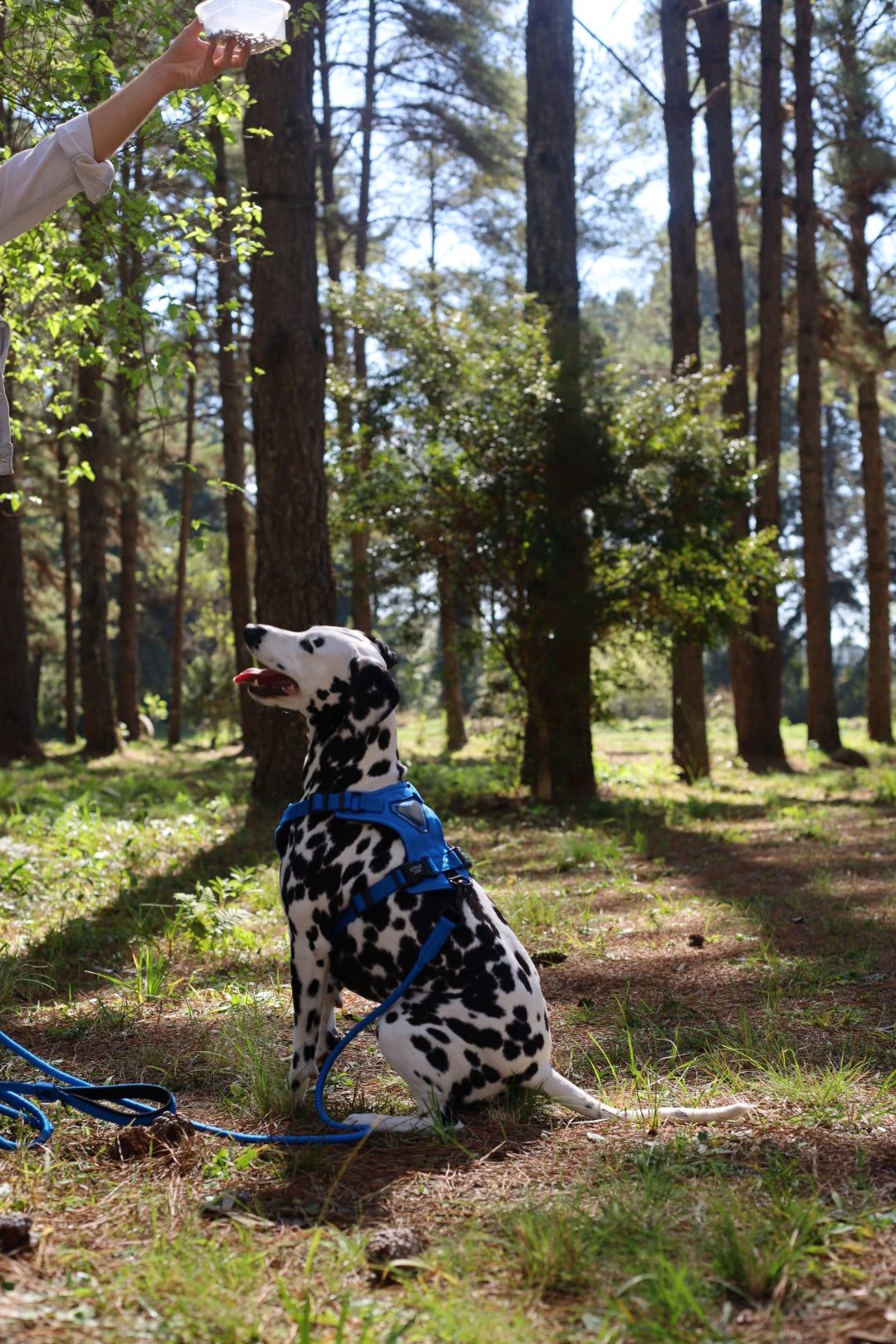 PEITORAL H AZUL PARA CÃES COM 2 PONTOS DE ENGATE ANTIPUXÃO