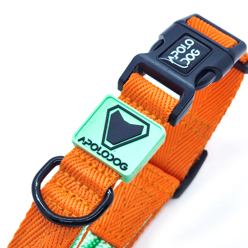 COLEIRA VERDE ÁGUA PARA CÃES DE PEQUENO MÉDIO E GRANDE PORTE