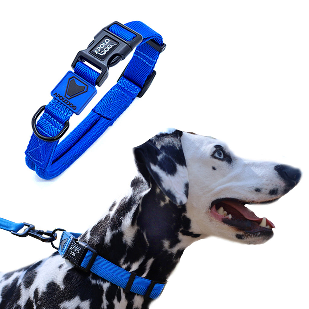 COLEIRA AZUL PARA CÃES DE PEQUENO MÉDIO E GRANDE PORTE