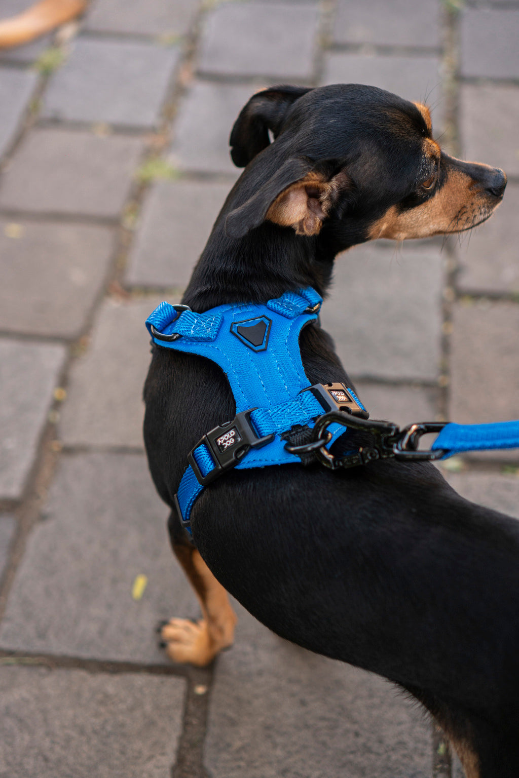 KIT COLEIRA + GUIA + PEITORAL PARA PASSEIOS CACHORRO AZUL