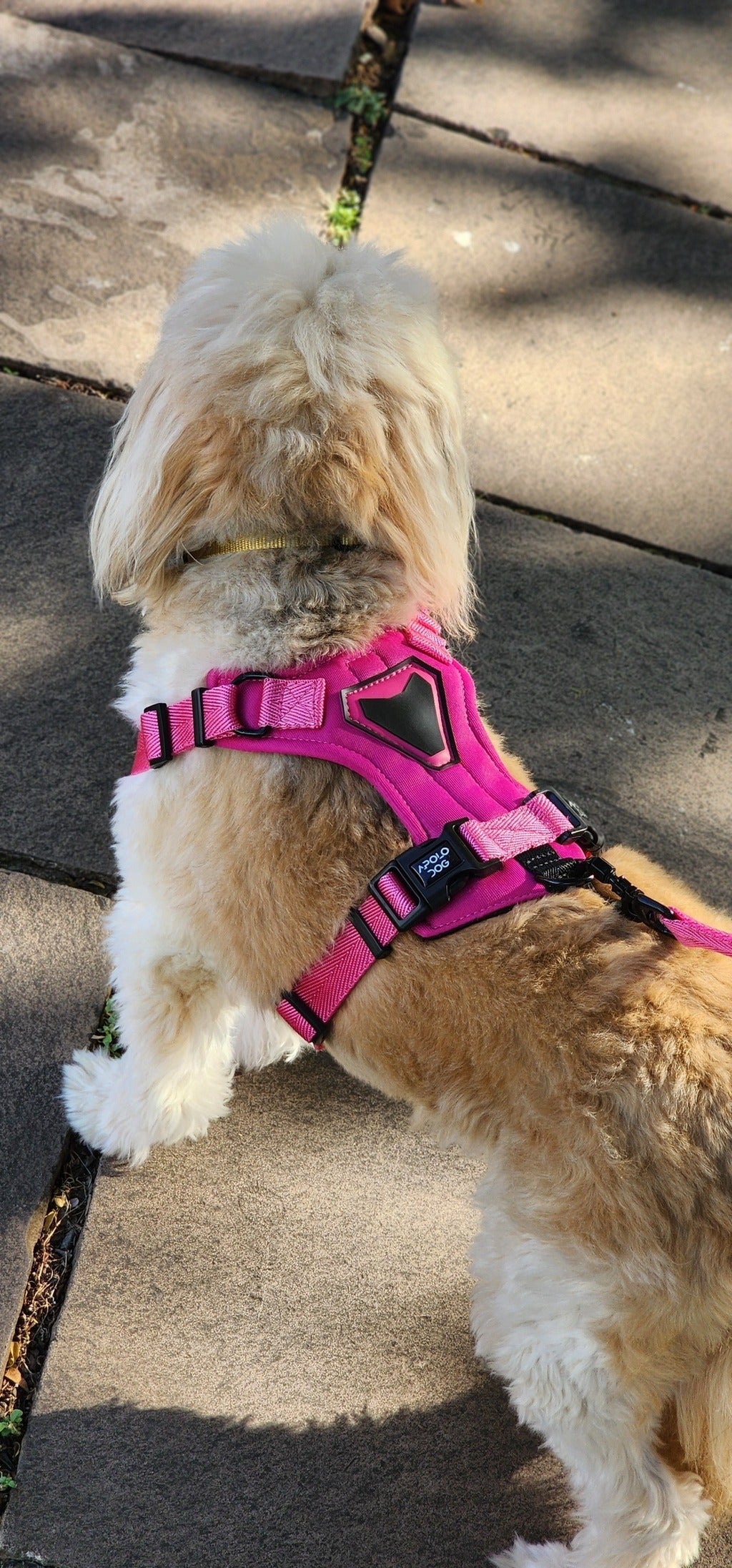 PEITORAL H ROSA PARA CÃES COM 2 PONTOS DE ENGATE ANTIPUXÃO