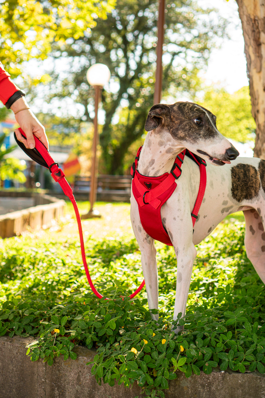 KIT COLEIRA + GUIA + PEITORAL PARA PASSEIOS CACHORRO VERMELHO